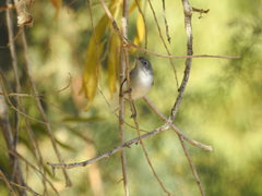 Polioptila melanura