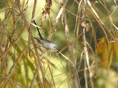 Polioptila melanura