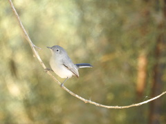 Polioptila melanura