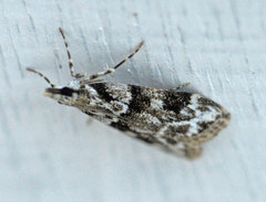 Eudonia delunella