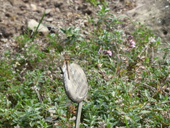 Sympetrum striolatum