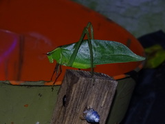 Stilpnochlora couloniana image