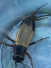 Gryllus
