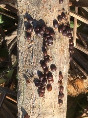 Parthenolecanium corni