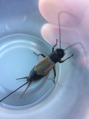 Gryllus