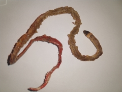 Tantilla cuniculator