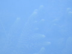 Ceratophyllum
