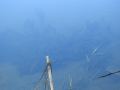 Ceratophyllum
