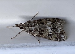 Eudonia lacustrata