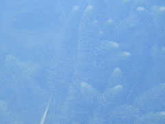 Ceratophyllum