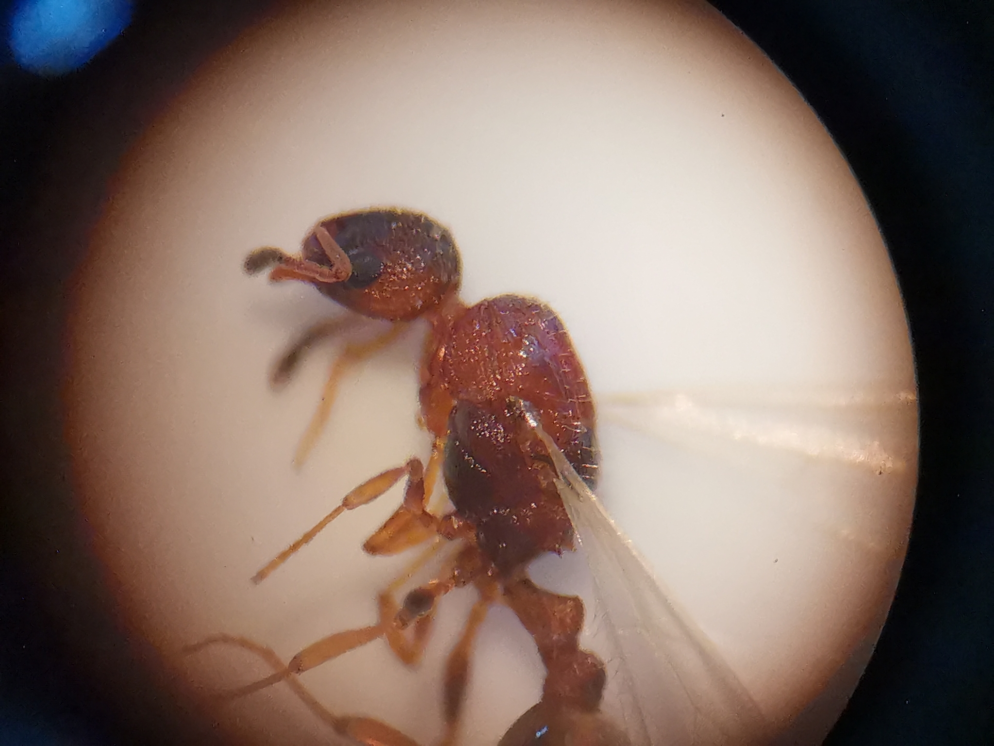 Temnothorax unifasciatus