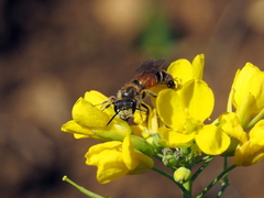Andrena schencki