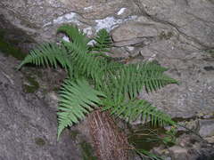 Dryopteris tyrrhena