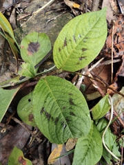 Persicaria filiformis