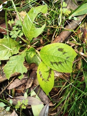 Persicaria filiformis