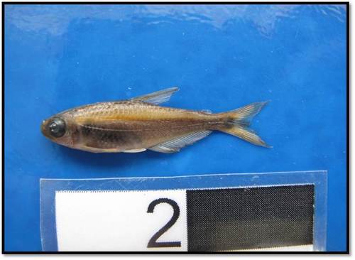 Vilma's tetra (Hyphessobrycon vilmae) — Characidae — 2