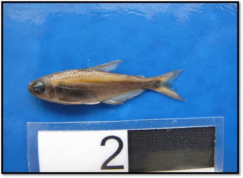 Chocolate Neon Tetra photo 3