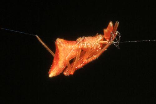 Horned Parasitic Cobweaver photo 5