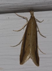 Donacaula dispersellus