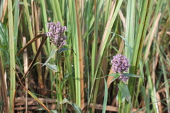 Floscopa glomerata