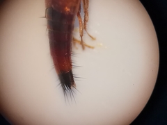 Tachyporus formosus
