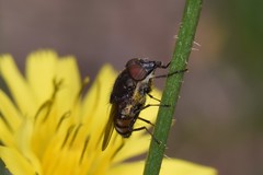 Stomorhina lunata