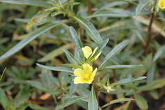 Ludwigia adscendens diffusa