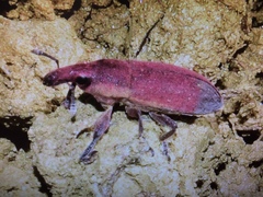 Lixus angustus