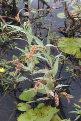 Persicaria senegalensis