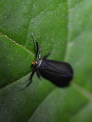 Dichomeris nonstrigella