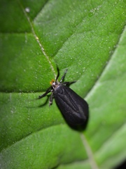 Dichomeris nonstrigella