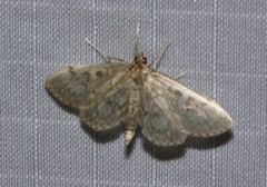 Anania coronata
