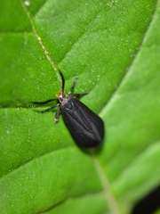 Dichomeris nonstrigella