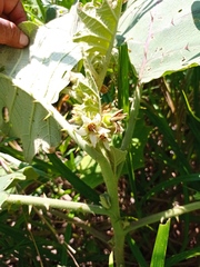 Solanum hirtum