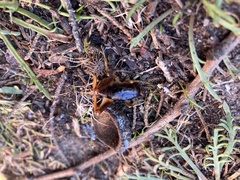 Ceuthophilus californianus