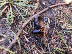 Ceuthophilus californianus