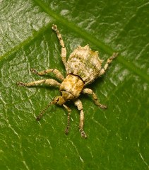 Brachyolus punctatus
