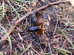 Ceuthophilus californianus