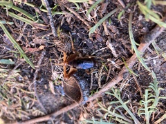 Ceuthophilus californianus