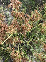 Cyperus sphaerospermus