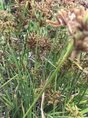 Cyperus sphaerospermus