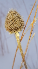 Echinacea angustifolia