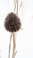 Echinacea angustifolia