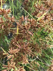 Cyperus sphaerospermus