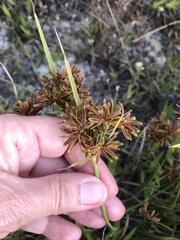 Cyperus sphaerospermus