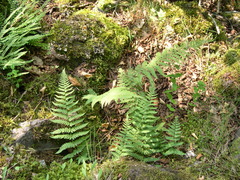Dryopteris mindshelkensis