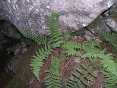 Dryopteris mindshelkensis
