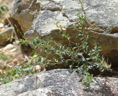 Berberis ruscifolia