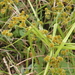 Cyperus assimilis - Photo (c) Erwin Sieben, some rights reserved (CC BY-NC), uploaded by Erwin Sieben