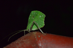 Typophyllum mortuifolium